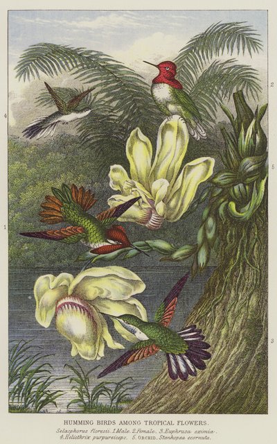 Colibríes entre flores tropicales de European School