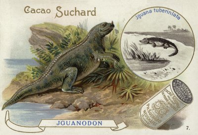 Iguanodon e iguana Tuberinlata de European School