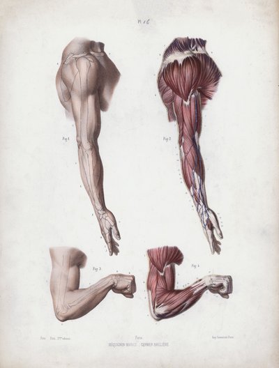 Ilustración para La Anatomía de las Formas Externas del Hombre: Brazo y manos masculinas de European School