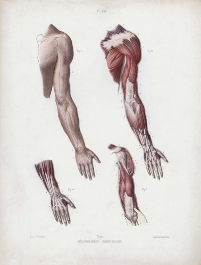 Ilustración para La Anatomía de las Formas Externas del Hombre: Brazo y manos masculinas de European School