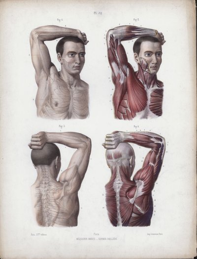Ilustración para La Anatomía de las Formas Externas del Hombre: Brazo, cabeza y torso masculinos de European School
