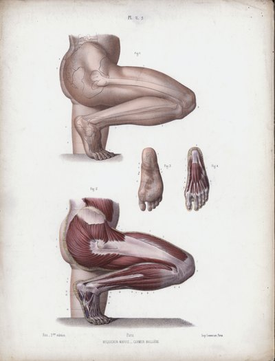 Ilustración para La anatomía de las formas externas del hombre: Pierna y pie masculinos de European School