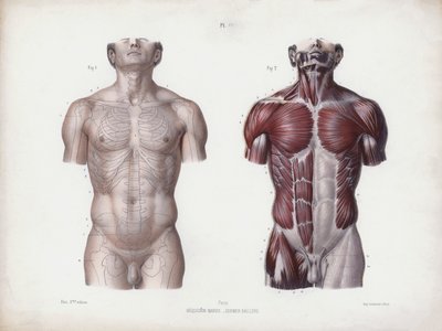 Ilustración de la anatomía de las formas externas del hombre: torso masculino, vista frontal de European School