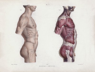 Ilustración para La anatomía de las formas externas del hombre: Torso masculino, vista lateral (litografía en color) de European School