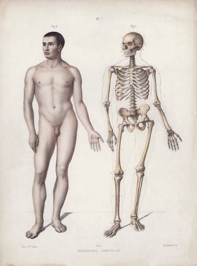 Ilustración de la anatomía de las formas externas del hombre: hombre de pie de European School