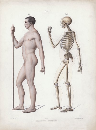Ilustración para La Anatomía de las Formas Externas del Hombre: Hombre de pie, vista lateral de European School