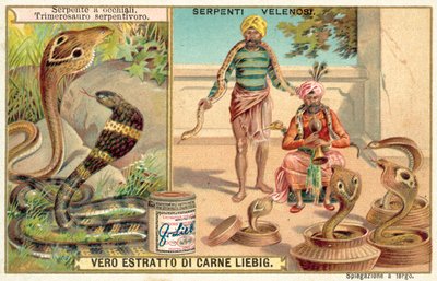 Cobra india y víbora de pozo de European School