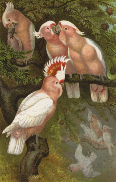 Inka-Kakadus de European School