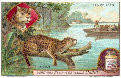 Jaguar de European School