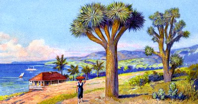 Joshua Trees, California de European School