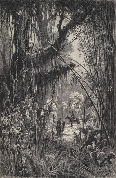 Selva en la Cordillera de Salta, noroeste de Argentina de European School