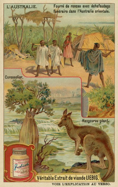 Canguro, árbol de chirimoya y una camilla funeraria con cubierta de European School