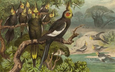 Cacatúa de cola en cuña, Corella de European School