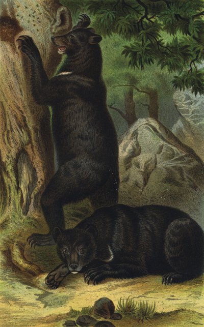 Oso de collar de European School