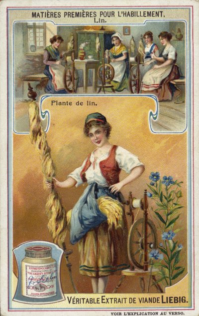 Lino: planta de lino de European School