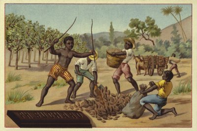 Cargando vainas de cacao en sacos, África de European School