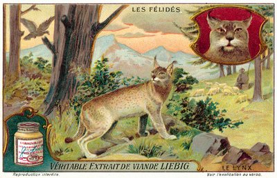 Lince de European School