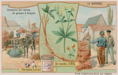 Rubia y la Venta de la Raíz de European School