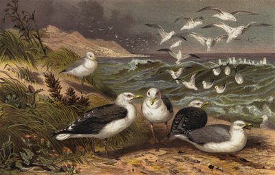 Gaviota de capa y plata de European School