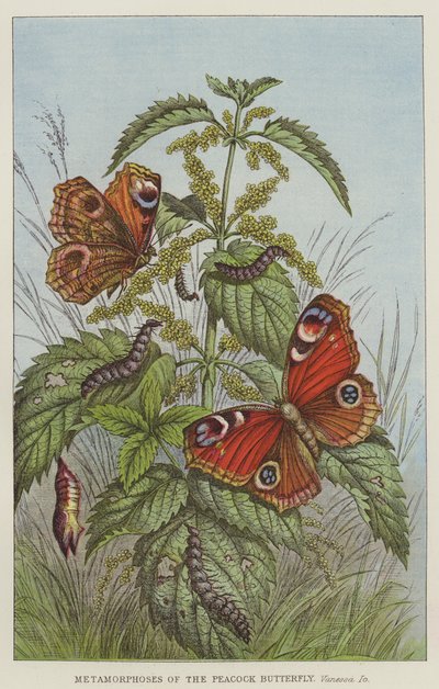 Metamorfosis de la mariposa pavo real, Vanessa Io de European School