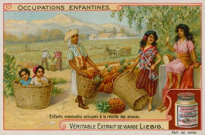 Niños mexicanos recolectando la cosecha de piña de European School