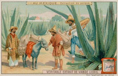 Mexicano extrayendo pulque de un cactus de European School
