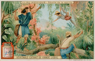 Mexicanos cosechando vainas de vainilla de European School