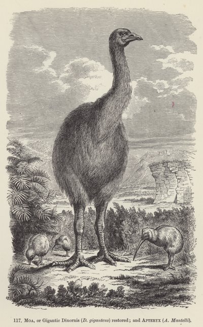 Moa, o Dinornis giganteus restaurado; y Apteryx, A Mantelli de European School