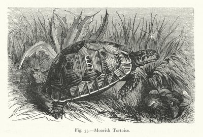 Tortuga mora (grabado) de European School