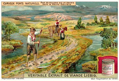 Puente de musgo en un pantano en Alta Baviera de European School