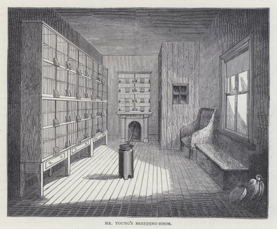 Sala de cría del Sr. Young de European School