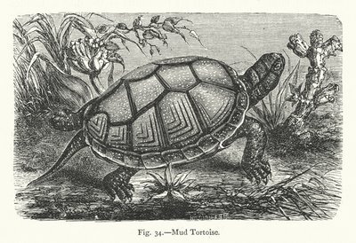 Tortuga de barro (grabado) de European School