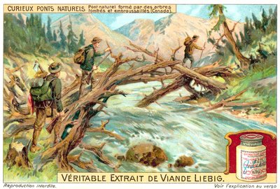 Puente natural formado por árboles caídos y cubiertos de vegetación en Canadá de European School