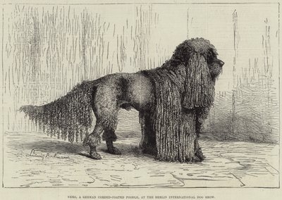 Nero, un caniche alemán de pelo rizado, en la Exposición Internacional Canina de Berlín (grabado) de European School