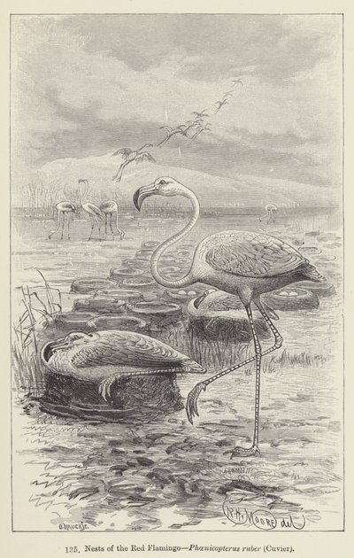Nidos del flamenco rojo, Phoenicopterus ruber, Cuvier de European School