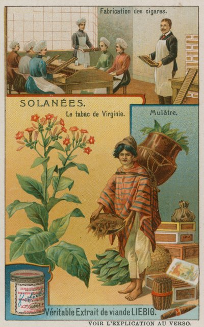 Nicotiana o tabaco de European School