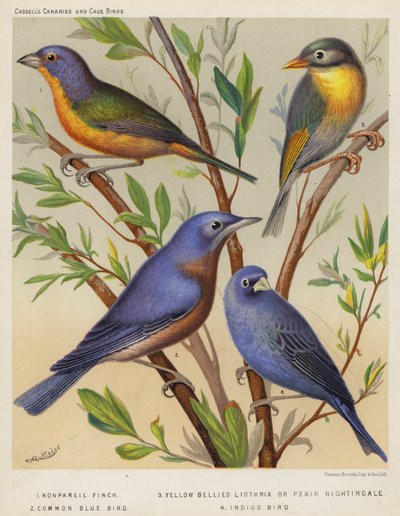 Nonpareil Finch, Yellow Bellied Liothrix o Pekin Nightingale, Common Blue Bird, Indigo Bird (litografía en color) de European School