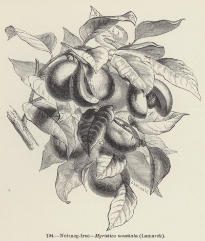 Árbol de nuez moscada, Myristica moschata, Lamarck de European School