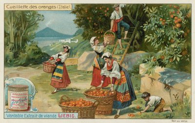 Cosecha de naranjas en Italia de European School
