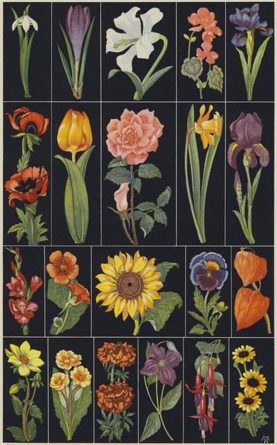 Página del libro ilustrado infantil Flowers (litografía en color) de European School
