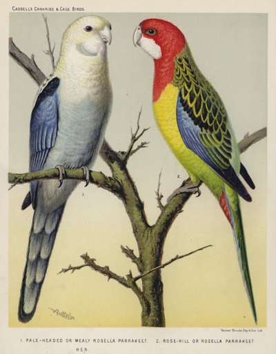 Parrakeet de cabeza pálida o parrakeet rosella carnoso, parrakeet rosella o parrakeet rosella gallina (litografía en color) de European School