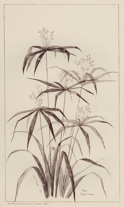 Palmera Cyperus Luscus (litho) de European School
