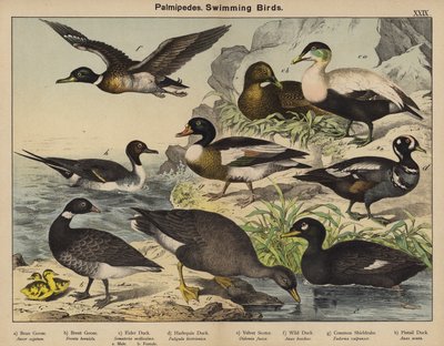 Palmípedos, Pájaros nadadores (litografía en color) de European School