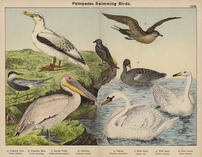 Palmípedos, aves nadadoras de European School