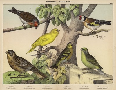 Paseriformes, pinzones de European School