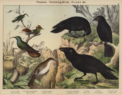 Pájaros, Colibríes, Cuervos de European School