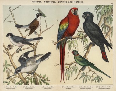 Passeres, Scansores, Alcaudones y Cotorras (litografía en color) de European School