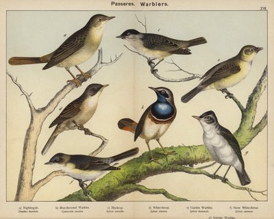 Paseriformes, currucas de European School