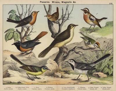 Paseriformes, reyezuelos, lavanderas de European School