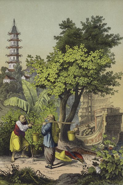 Personas y plantas de China de European School